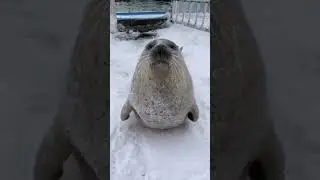 Такая милашка❤️❤️❤️, видео не моё. 