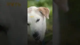 Как собака спасла трехлетнего мальчика @shortszoozhit #животные #спасение #собака #мальчик #питомец