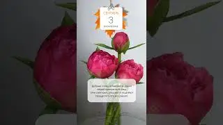 3 сентября