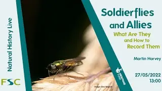 Soldierflies and Allies: What Are They and How to Record Them