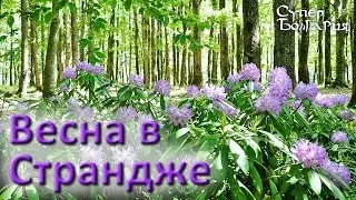 Отдых в Болгарии - Весна в Страндже