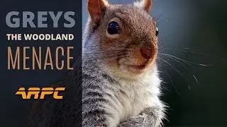 Greys, The Woodland Menace - Air Rifle Pest Control