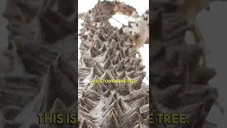 I put this in my mouth 