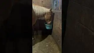 Why Is My Horse Making A Mess With Her Food?
