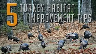 5 Tips to Attract More Turkeys!