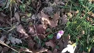 Весна, цветы