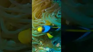 Красноморский амфиприон рыба клоун 5