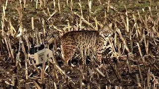 Kansas Coyotes and a BEAUTIFUL Bobcat stalks the Luckyduck caller