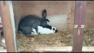 hot rabit gone to died during sex