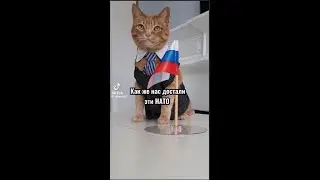 Кот накладывает санкции под дверь! #Юмор #коты #санкции