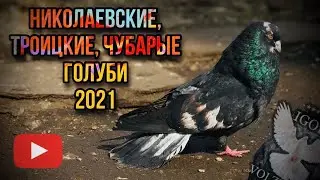 Николаевские,Троицкие,Чубарые голуби. Самарская область 03.04.2021