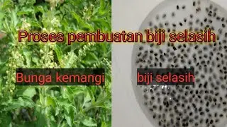 Proses Pembuatan Selasih