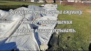 Укрытие маточника ежевики на зиму