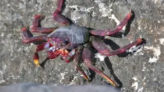 Le crabe de Tenerife (Grapsus adscensionis)