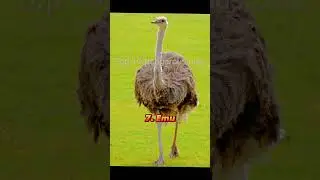 Top 10 dangerous birds in the world 