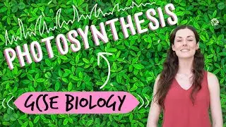 Photosynthesis - GCSE Biology