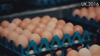 Условия содержания кур при производстве яиц.