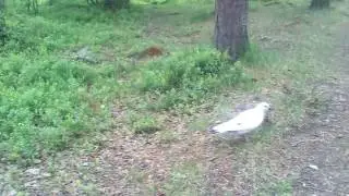 Белочка