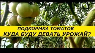 10 DAYS AFTER FEEDING TOMATOES, WHERE SHOULD I PUT THEM? FEEDING, DETAILED INSTRUCTIONS.