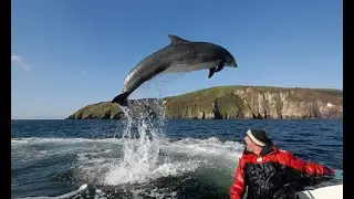 Whales & Dolphins Swim in the Seas Around Ireland