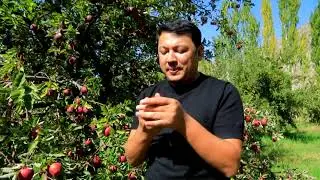 СЎХ ОЛМАСИ МАЗАЛИ БЎЛИШИНИНГ СИРИ БОР