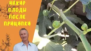 ИНЖИР. Плоды после прищипки.