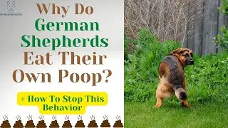 Is Your German Shepherd Eating Poop? Here's Why