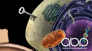 Pancreas - Hormone Production