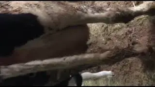 Assalomu aleykum nemis galishten sotiladi 35 litr sut bergan. 3-qorin bolasi buqacha 2 - kunlik.