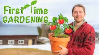 Home Gardening Preparations – Planting Tomatoes