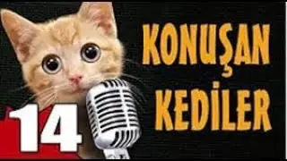 Pisicik TV - Konuşan Kediler 14 - En Komik Kediler !