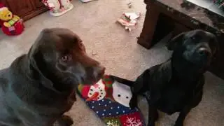 Damn dogs!