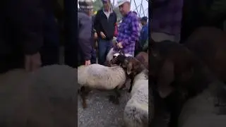 мол бозор куркат