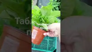 Таблетензия 03.08.24г.