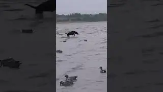 What a Duck Dog She Is!  