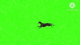 Dog running green screen