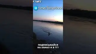 Хариус дал бой! 