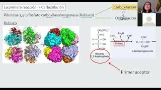 Fotosíntesis   Reacciones del carbono