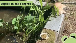 Fertilizer or no fertilizer in the pond?