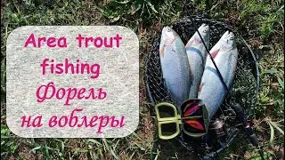 Area trout fishing.  Форель на воблеры