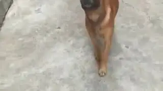 Собака - баланс
