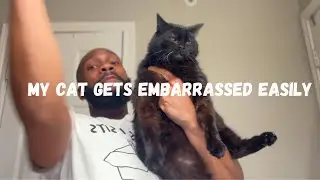 My Cat Gets Embarrassed Easily!