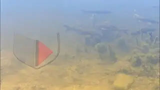 Fish Swimming in a Pond