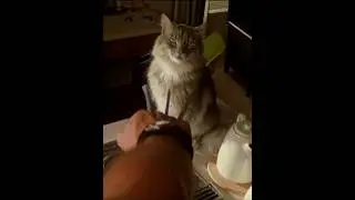 Рассомаха убил кошку😥 #фильмы #кино #сериал #shorts