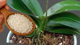 Just sprinkle it on top! Your orchids without flowers will suddenly bloom like crazy