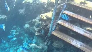 Шератон Египет Шарм Рифы Красного моря