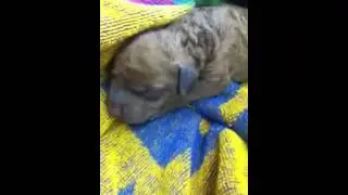 Puppy