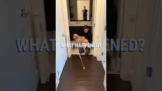 Guide dog WHACKS blind man with his own cane (hilarious!) 