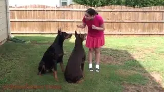 Doberman Daycare