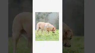 Why Dogs eats grass